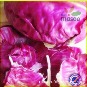 Fresh Red Cabbage, High Quality Cabbage,Fresh Vegetables,Fresh Red Cabbage,